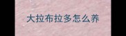 大拉布拉多怎么养
