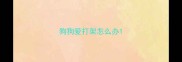 狗狗爱打架怎么办