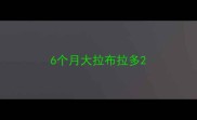 6个月大拉布拉多