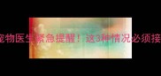 摸了狗狗要打疫苗吗宠物医生紧急提醒这3种情况必须接种附疫苗接种全攻略