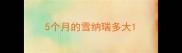 5个月的雪纳瑞多大