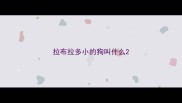 拉布拉多小的狗叫什么