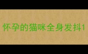 怀孕的猫咪全身发抖