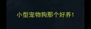 小型宠物狗那个好养