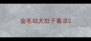 金毛幼犬肚子着凉