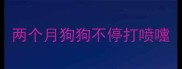 两个月狗狗不停打喷嚏