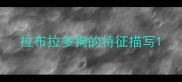 拉布拉多狗的特征描写
