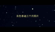 灰色泰迪三个月照片