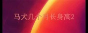 马犬几个月长身高