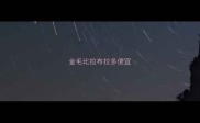 金毛比拉布拉多便宜