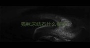 猫咪尿结石什么症状