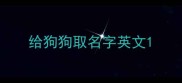 给狗狗取名字英文