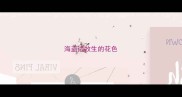 海盗边牧生的花色