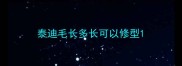 泰迪毛长多长可以修型