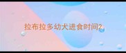 拉布拉多幼犬进食时间