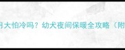 边境牧羊犬2个月大怕冷吗幼犬夜间保暖全攻略附科学养护指南