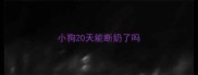 小狗20天能断奶了吗