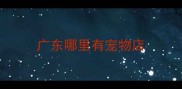 广东哪里有宠物店