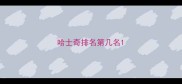 哈士奇排名第几名