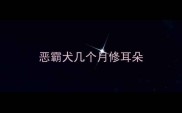 恶霸犬几个月修耳朵