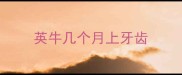 英牛几个月上牙齿
