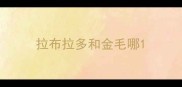 拉布拉多和金毛哪