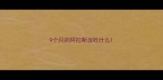 9个月的阿拉斯加吃什么