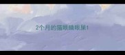 2个月的猫眼睛眼屎