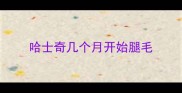 哈士奇几个月开始腿毛