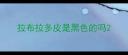 拉布拉多皮是黑色的吗