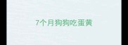 7个月狗狗吃蛋黄