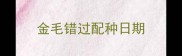金毛错过配种日期