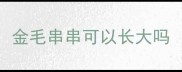金毛串串可以长大吗
