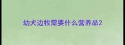 幼犬边牧需要什么营养品