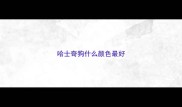 哈士奇狗什么颜色最好