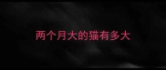 两个月大的猫有多大