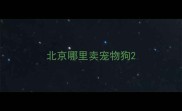 北京哪里卖宠物狗