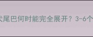 边境牧羊犬幼犬尾巴何时能完全展开3-6个月尾巴发育全
