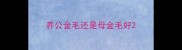 养公金毛还是母金毛好