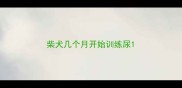 柴犬几个月开始训练尿
