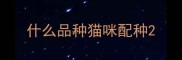 什么品种猫咪配种