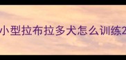 小型拉布拉多犬怎么训练