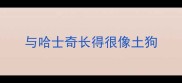 与哈士奇长得很像土狗
