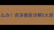 泰迪犬浑身无力怎么办资深兽医详解5大原因及紧急处理指南