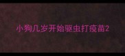 小狗几岁开始驱虫打疫苗