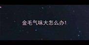 金毛气味大怎么办