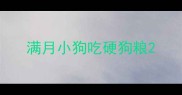 满月小狗吃硬狗粮