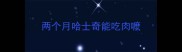 两个月哈士奇能吃肉嚒