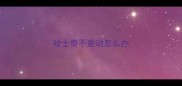 哈士奇不爱动怎么办