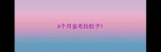 6个月金毛拉肚子